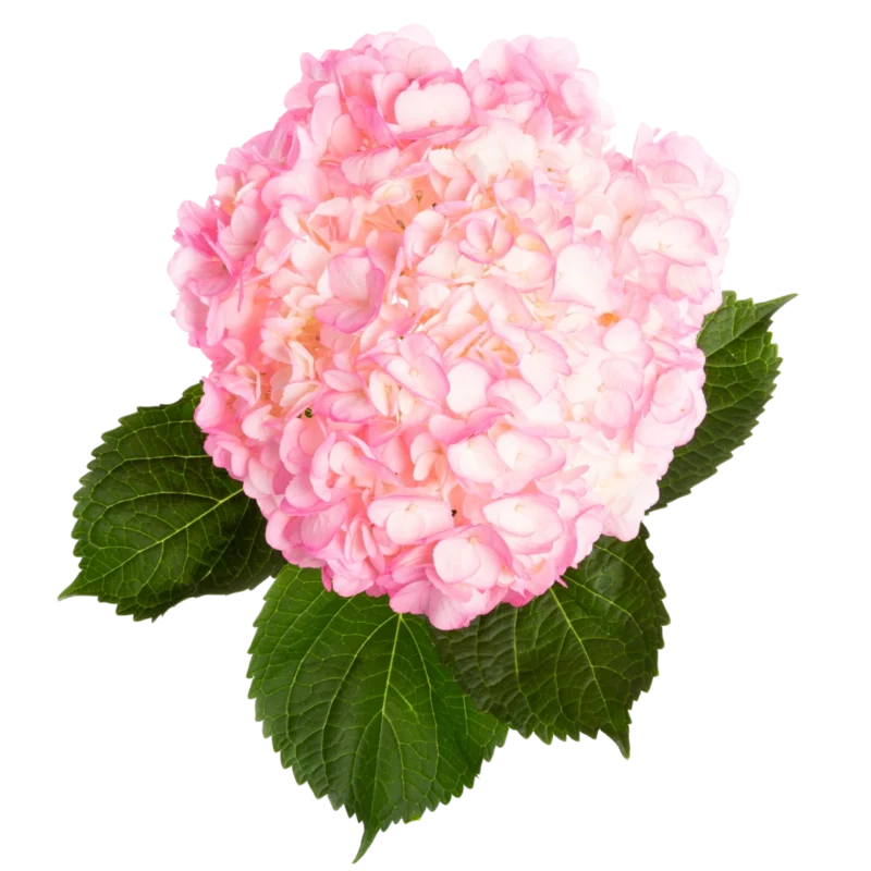 Hydrangea Tinted Pink
