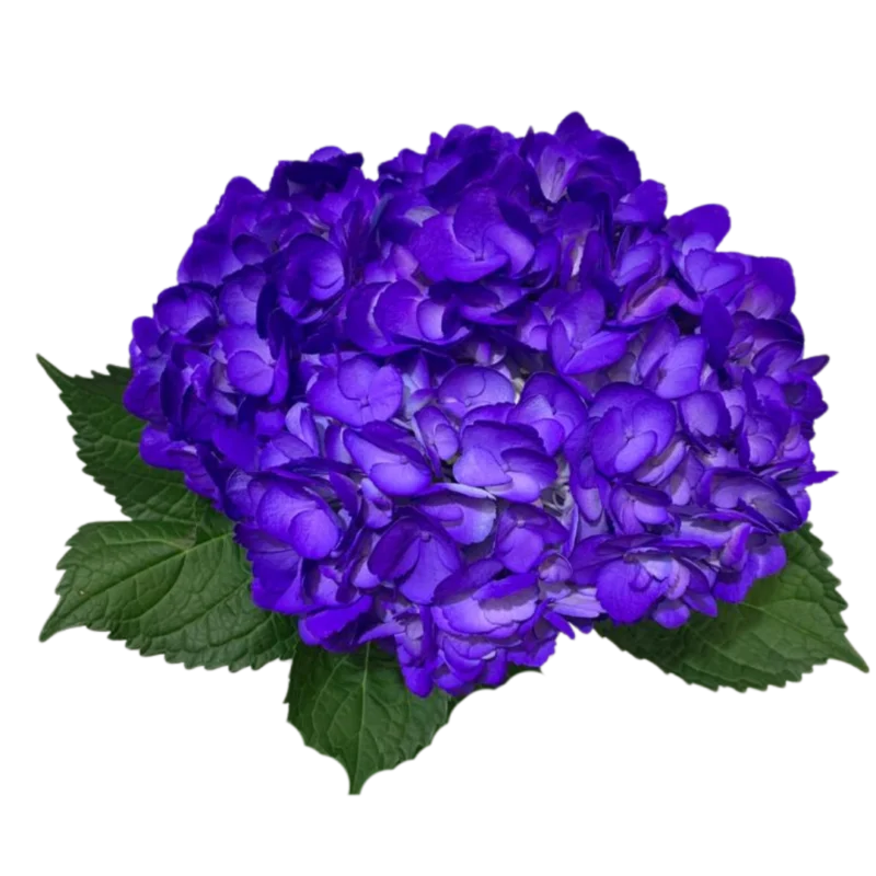 Hydrangea Tinted Purple