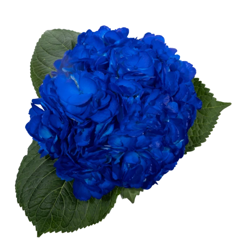 Hydrangea Tinted Dark Blue