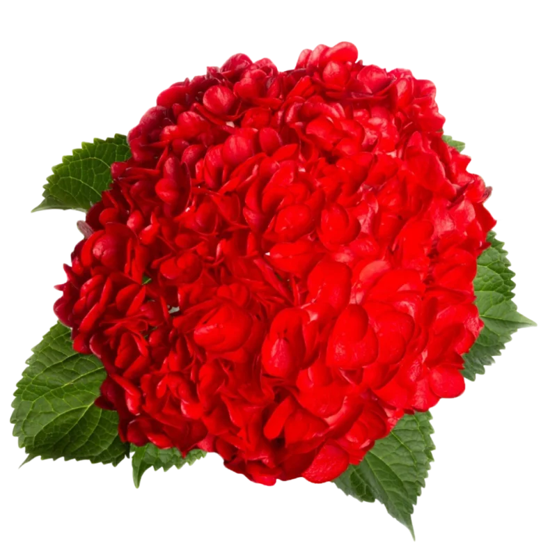 Hydrangea Tinted Red