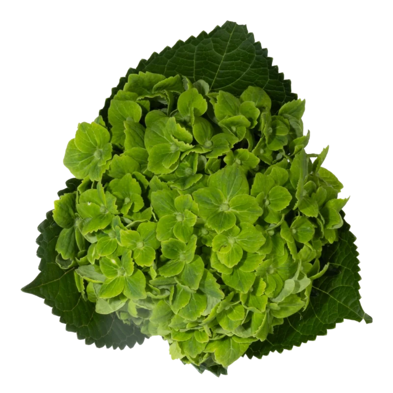 Hydrangea Premium Emerald