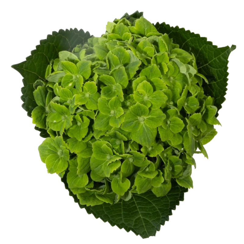 Hydrangea Select Emerald