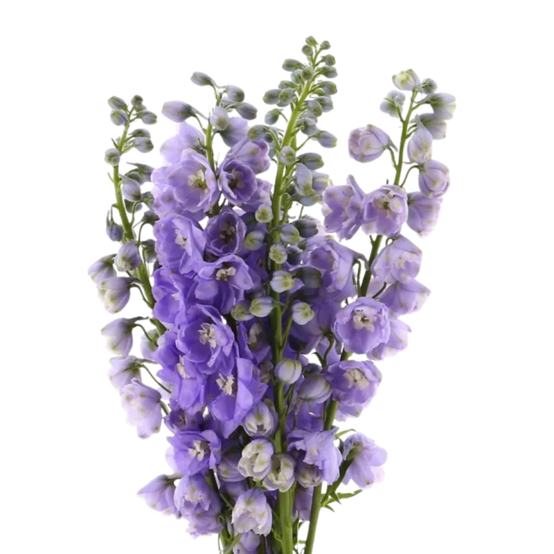 Delphinium Serene