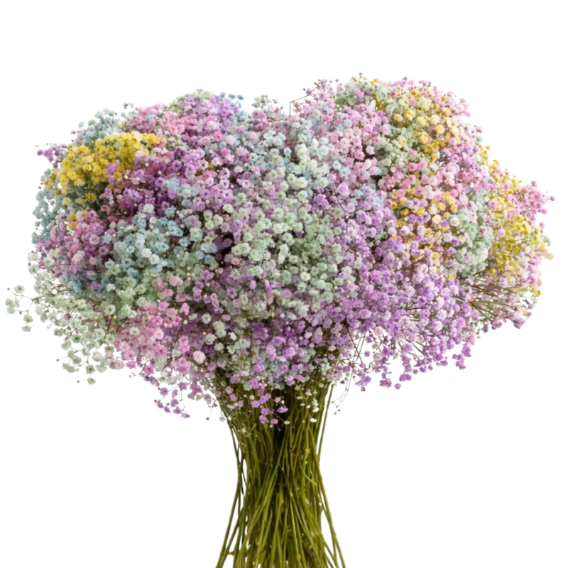 Gypsophila Xlence Rainbow