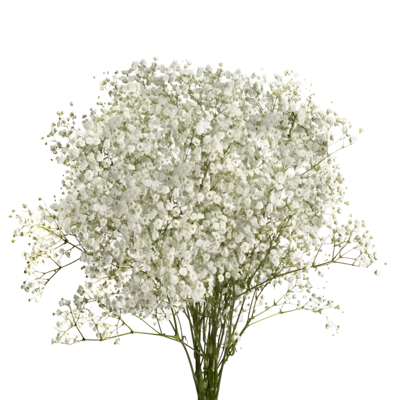 Gypsophila Xlence White