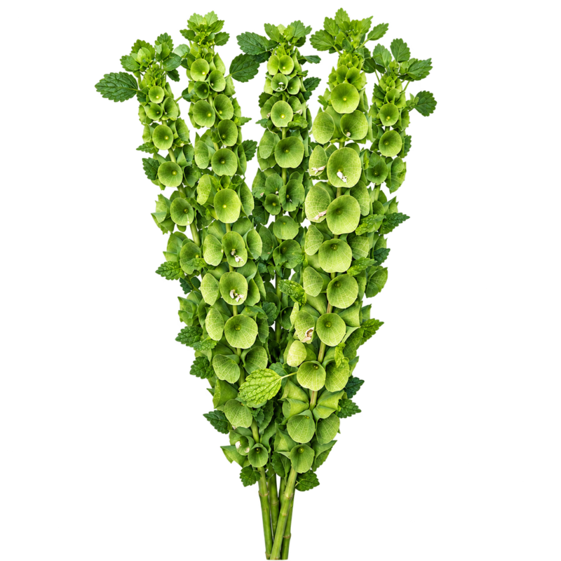 Bells of Ireland