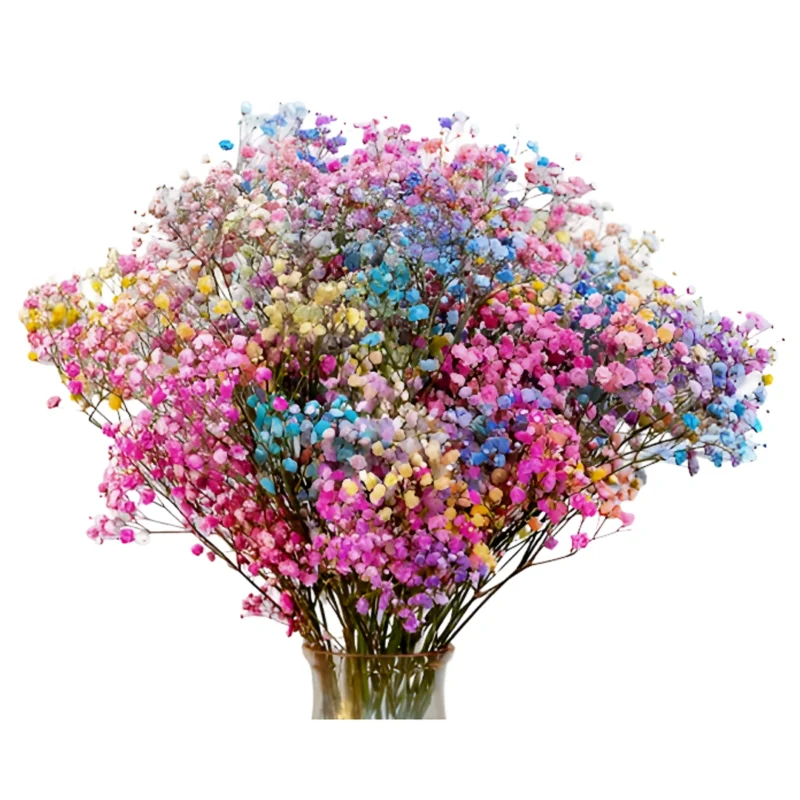 Gypsophila Xlence Rainbow