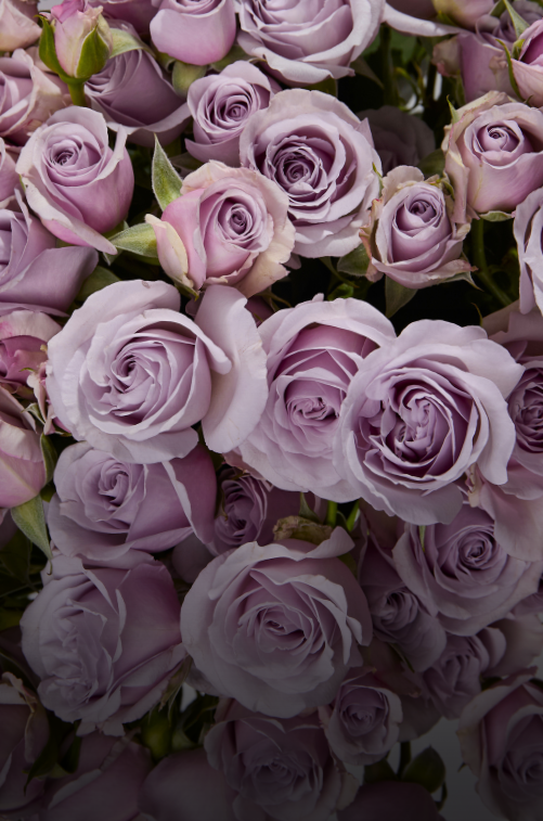 Spray Roses