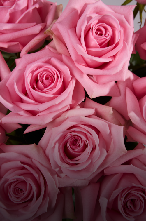 Roses