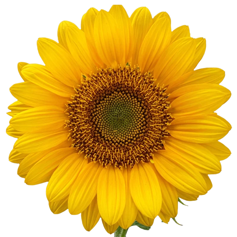 Sunflower Sunrich