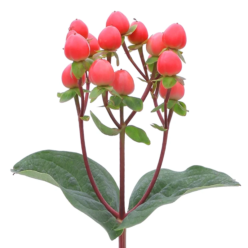 Hypericum