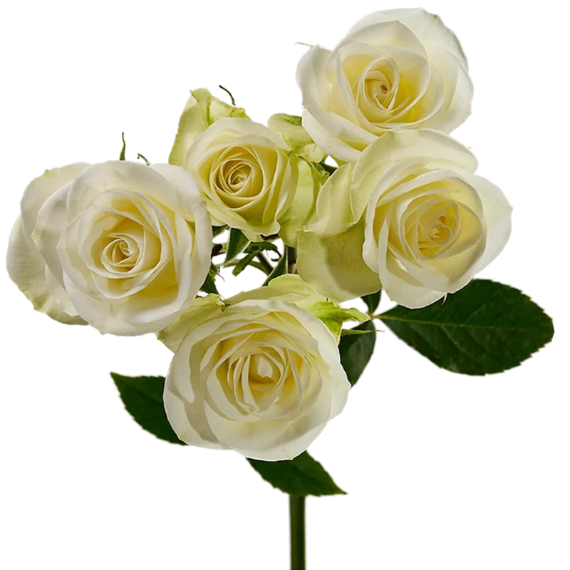 Floreana