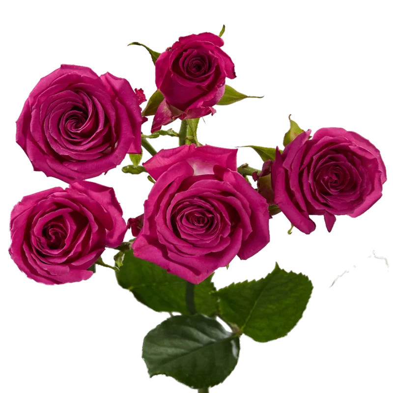 Hot Magenta Jewel