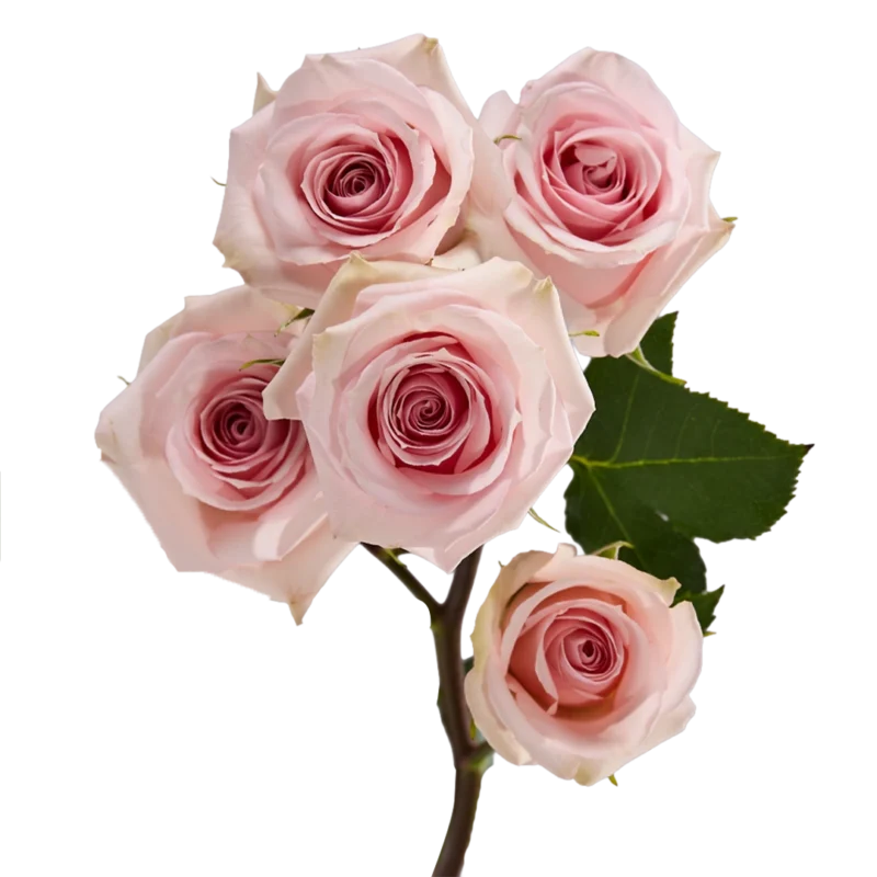 Star Blush