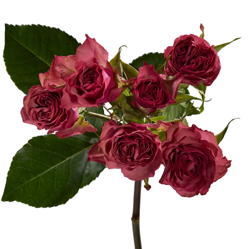 Vintage Rosever