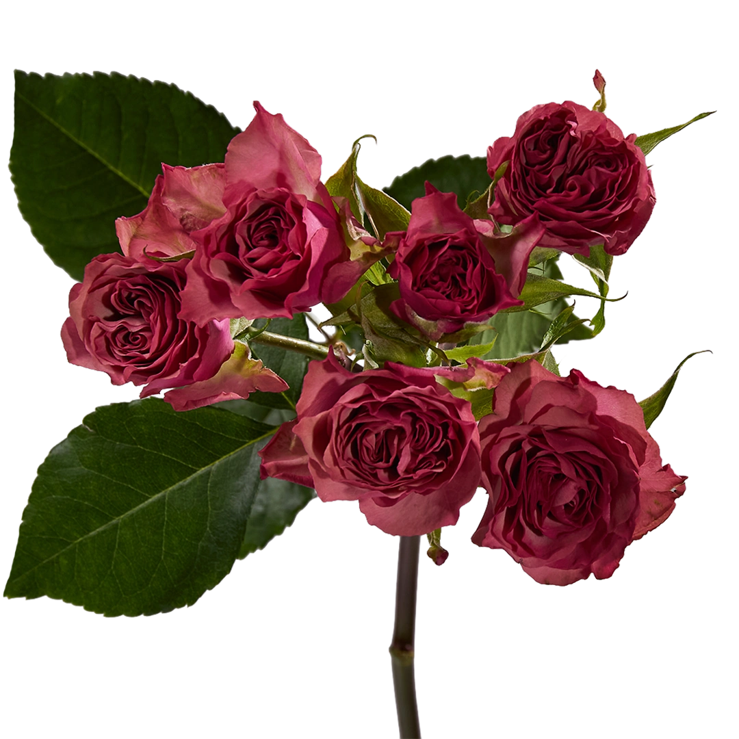 Vintage Rosever - Tessa The Finest Flowers