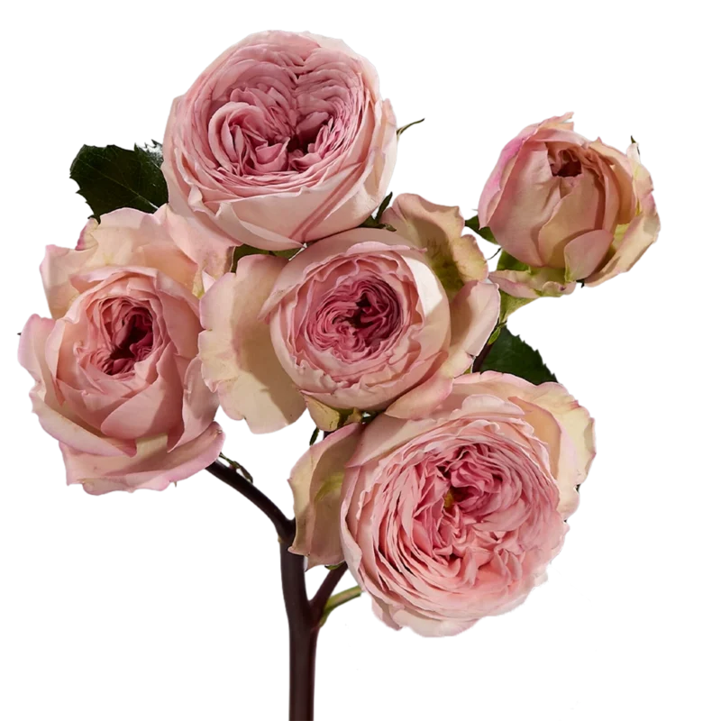 Garden Bridal Jewel