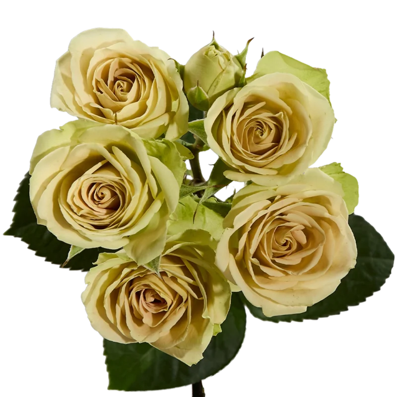 Green Rosever
