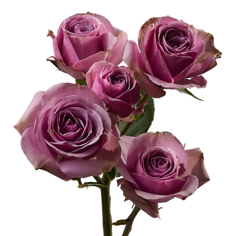 Lavender Irishka
