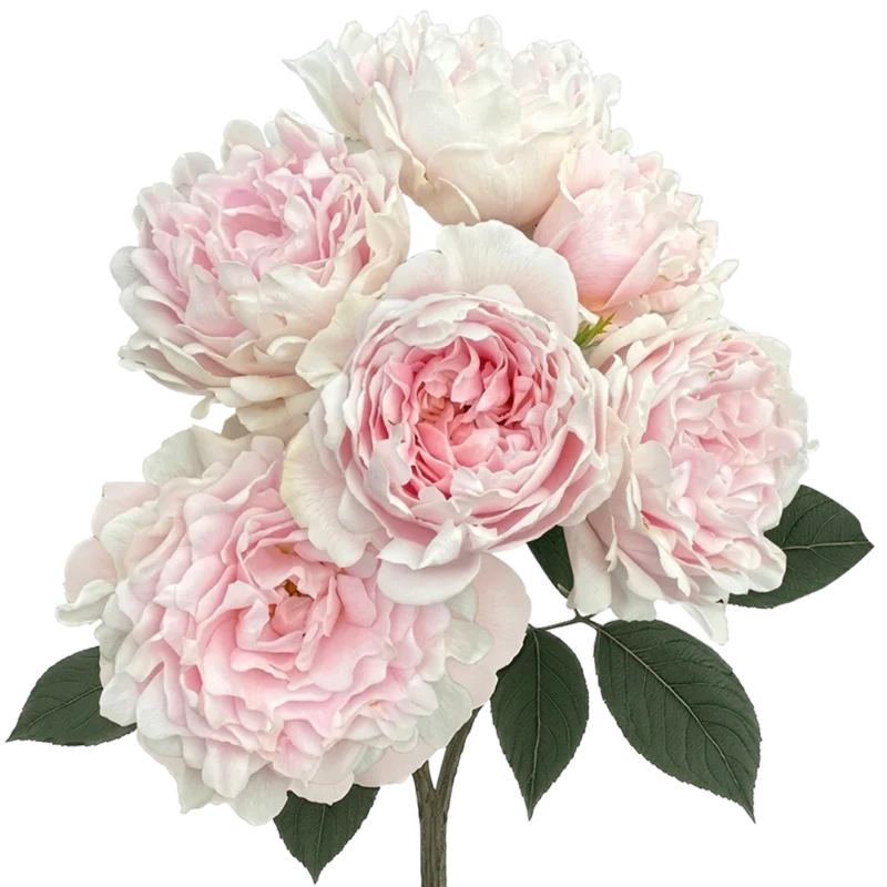 # Light Pink