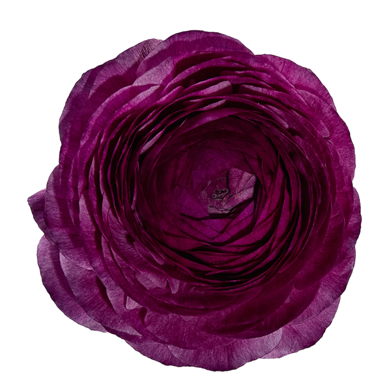 Elegance Malva