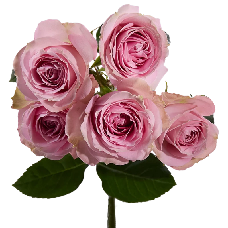 Pink Irishka