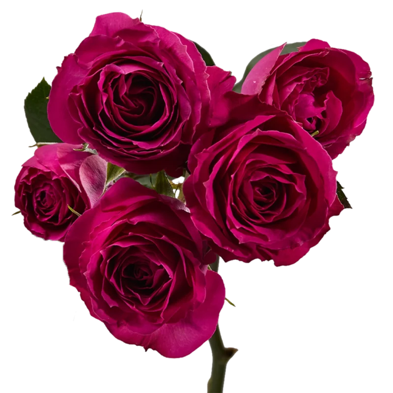Purple Irishka