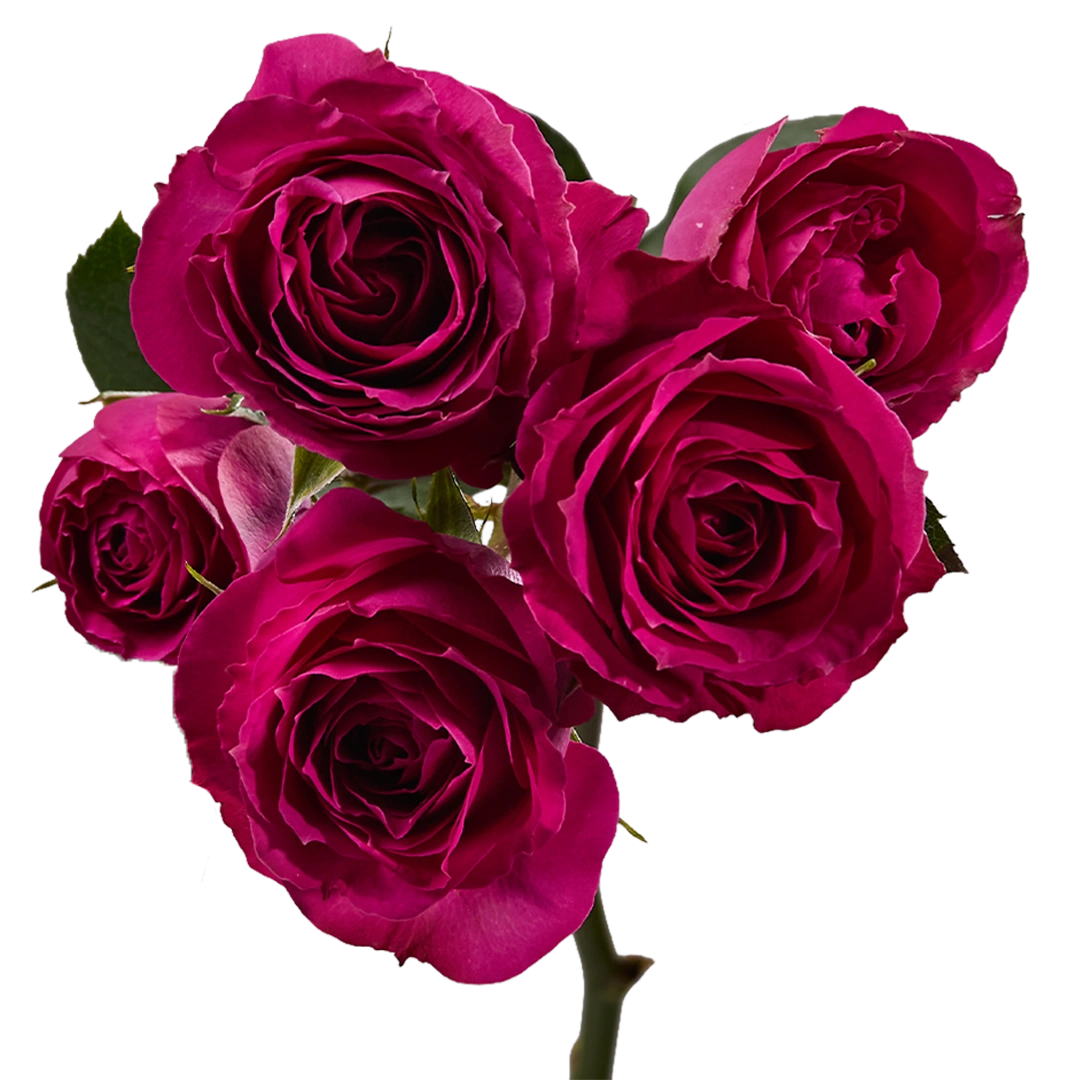Purple Irishka - Tessa The Finest Flowers