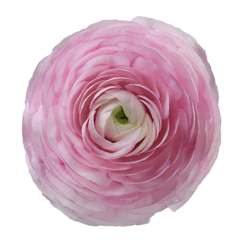 Elegance Rosa Chiaro