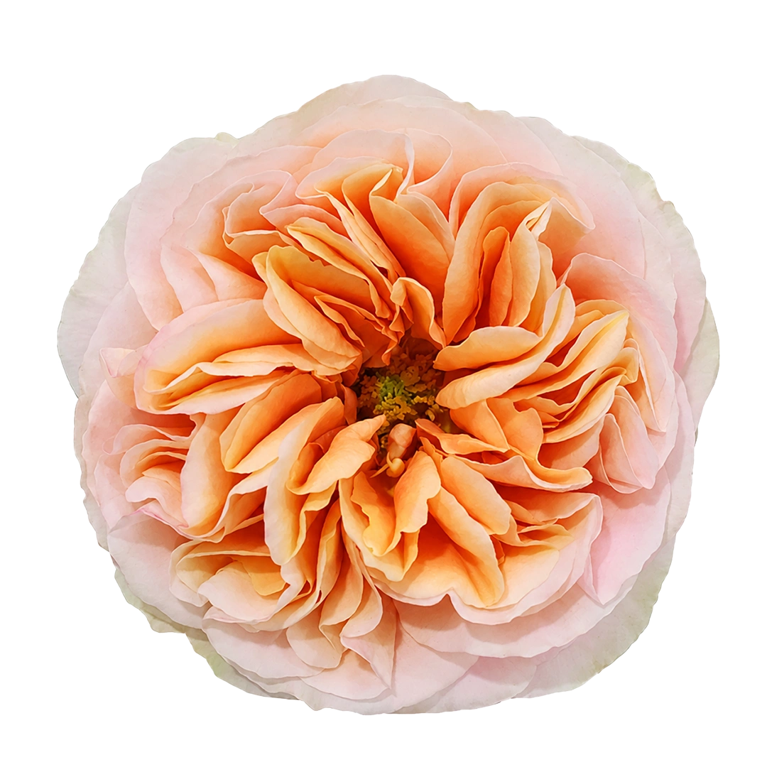 Finesst Roses Juicy X-Pression - Tessa The Finest Flowers