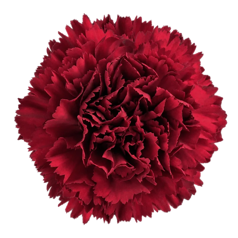 Sassicaia