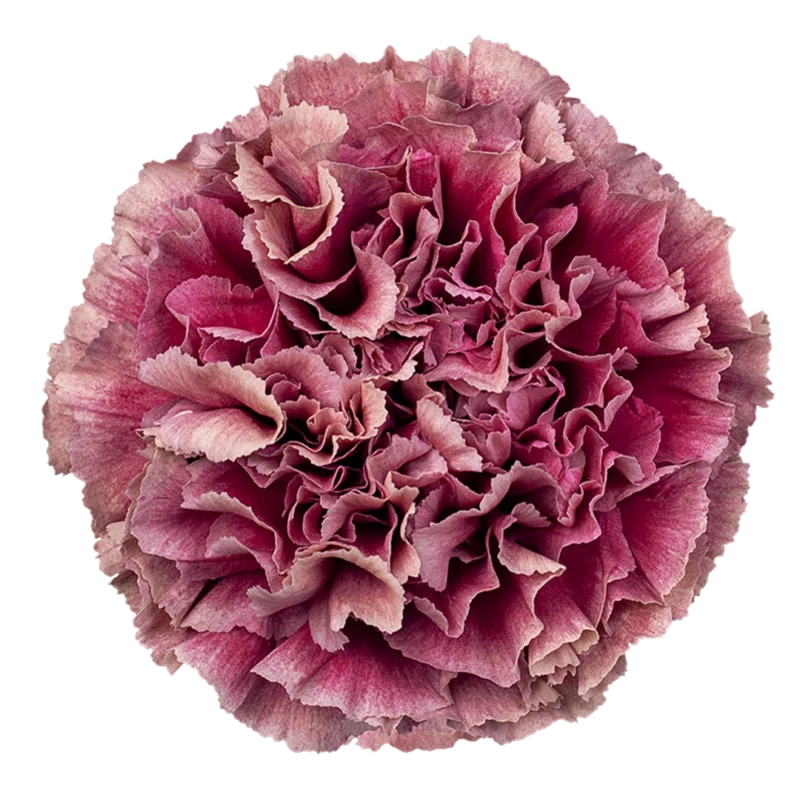 Merletto Purple