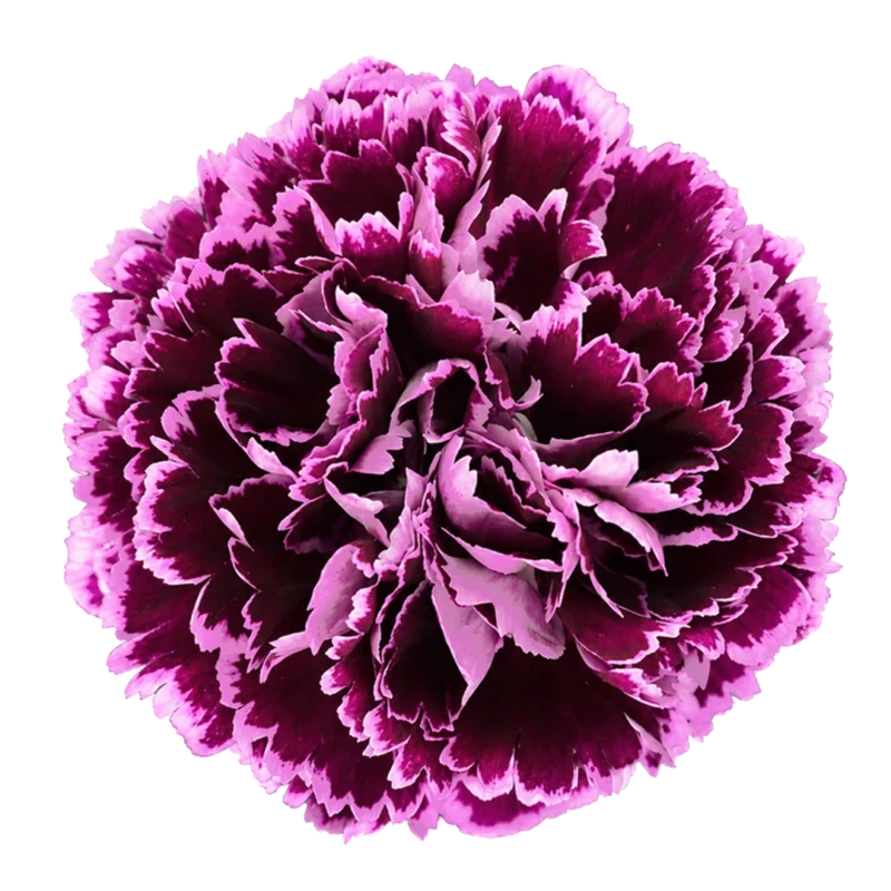 Nobbio Crochet