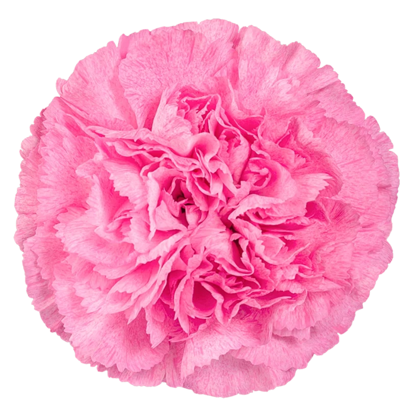 Pink Pixel
