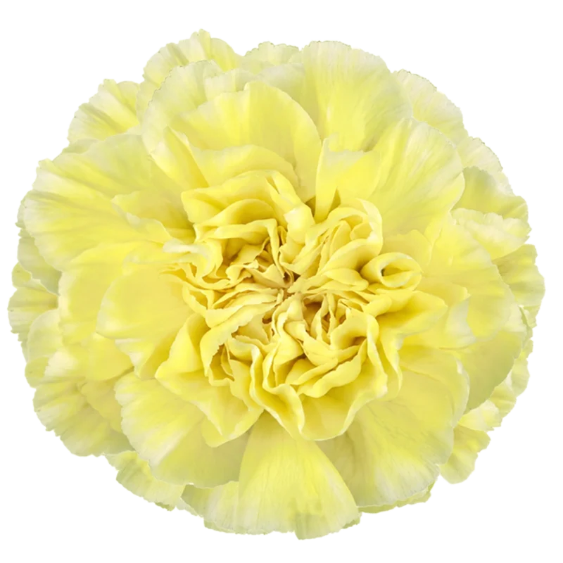Polimnia