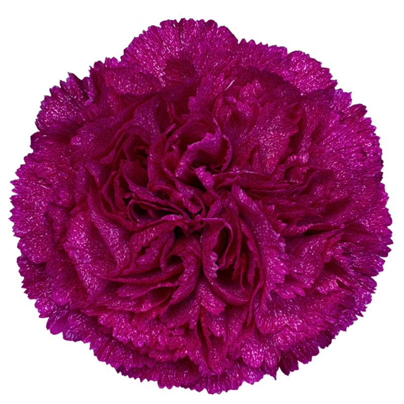 Violet Pixel