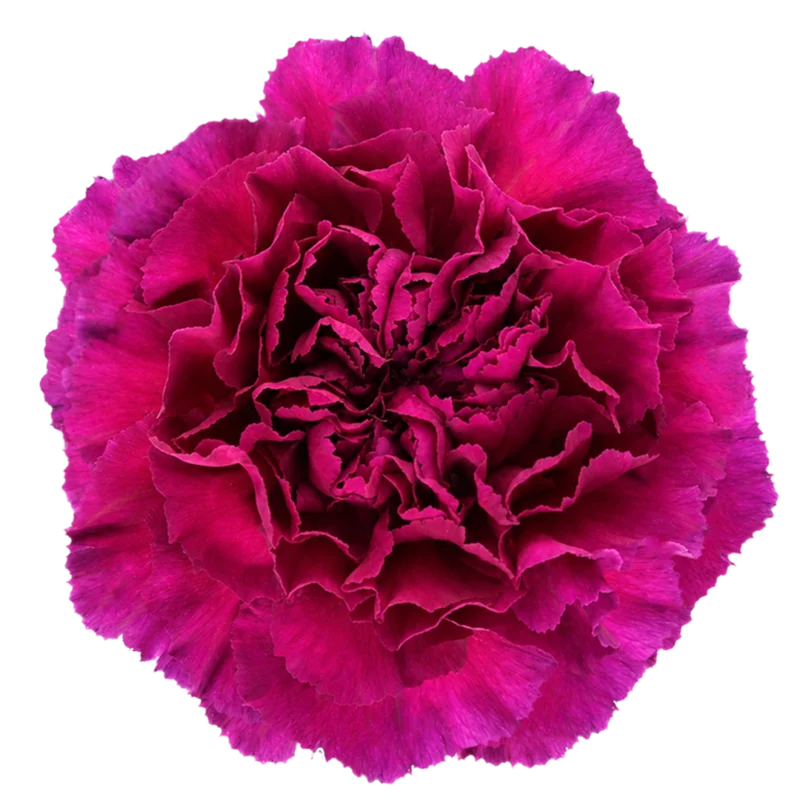 Zafiro
