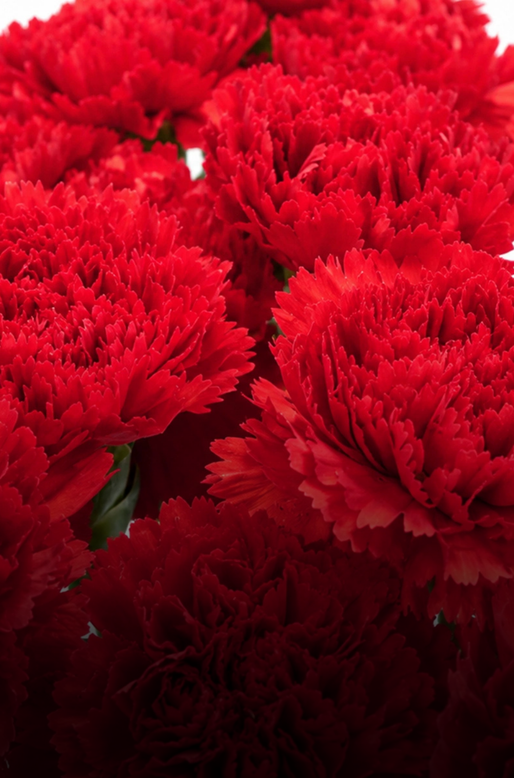 Carnations