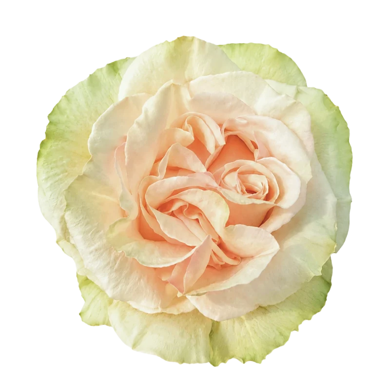 Cotton Mist