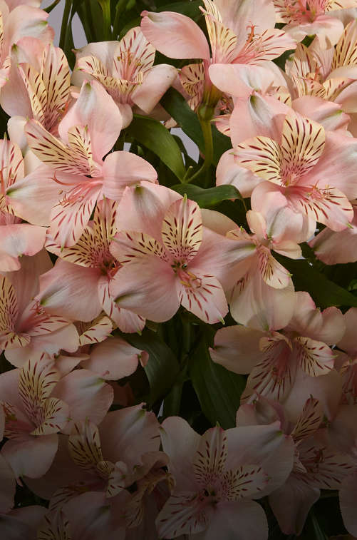 Alstroemerias