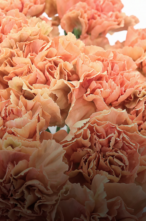 Carnations