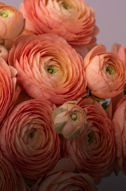 Ranunculus