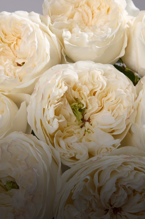 Garden Like Roses