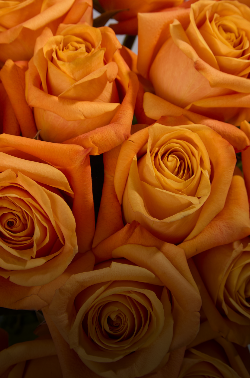 Roses
