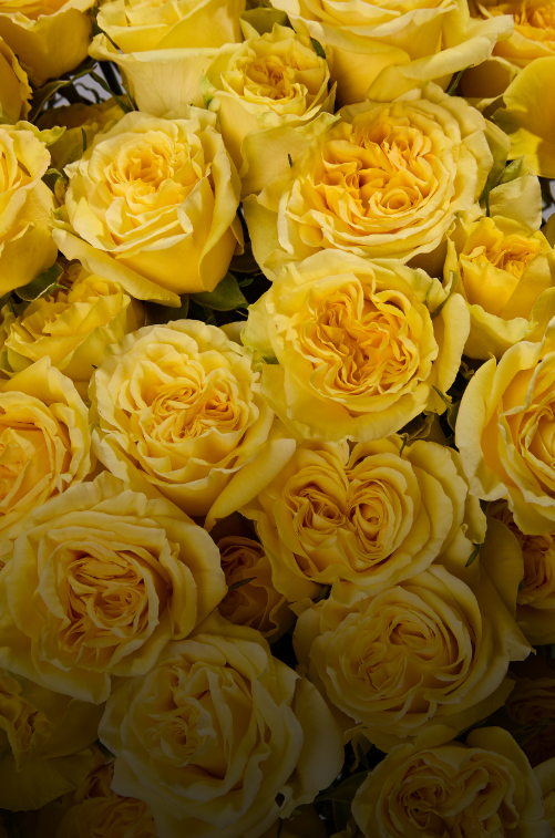 Spray Roses