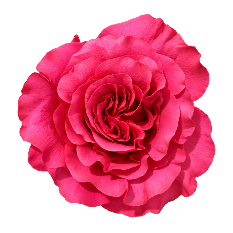 Exotix Berry